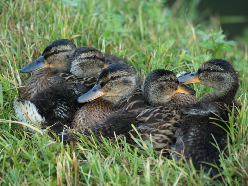 Cuccioli,........   che Tenerezza